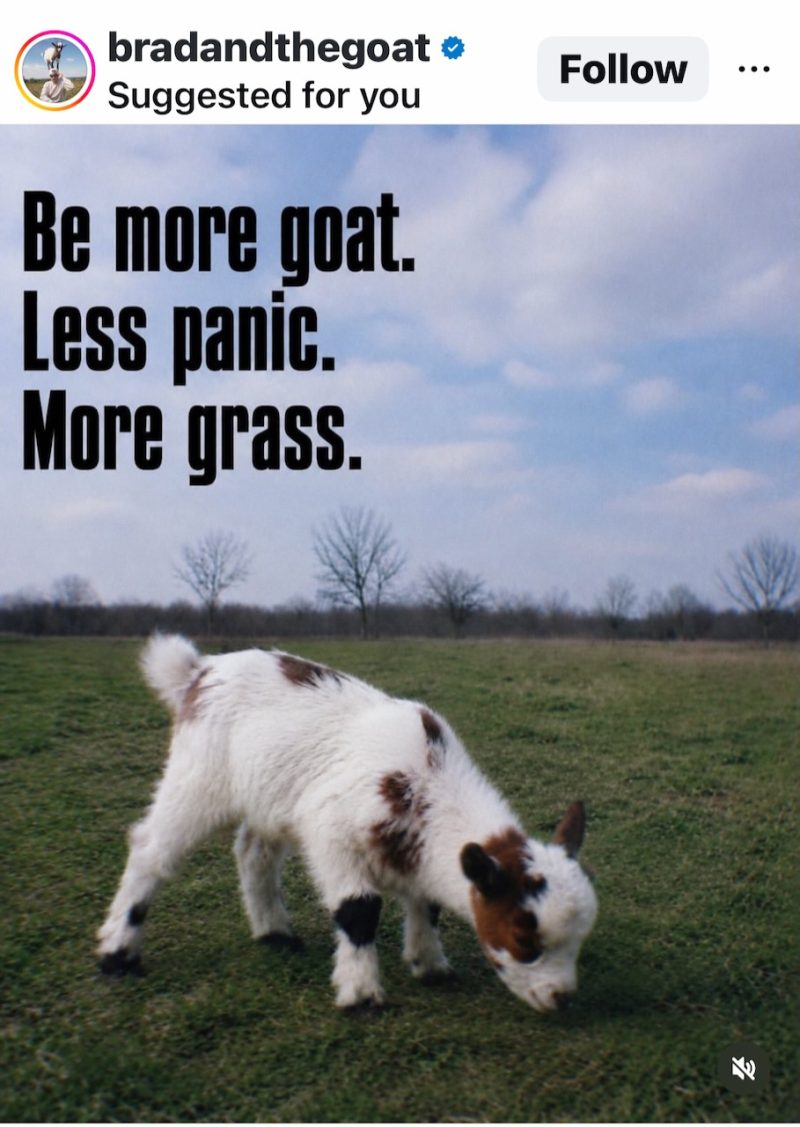 bradtgegoat at instagram.
picture of kid goat.
caption: Be More Goat. Less Panic. More Grass.